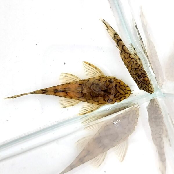 Two small, brown, patterned PLECOSTOMUS - HONEYCOMB BRISTLENOSE L519 Ancistrus sp. Rio Itenez catfish with long tails swim in a clear glass tank by the corner, their reflections visible on the tank walls.