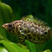 A brown and yellow spotted fish with spiky fins swims near green aquatic plants against a dark, blurred background.