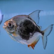 A silver fish with a round body, large eyes, black spot on its side, and orange-tinted fins swims in clear blue water.