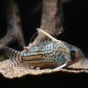 A close-up of a Corydoras catfish resting on gravel at the bottom of an aquarium, with a blurred brownish background and visible striped patterns on its body.