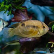 A close-up of a yellowish-brown fish with dark markings swimming in an aquarium, with aquatic plants and another fish blurred in the background.