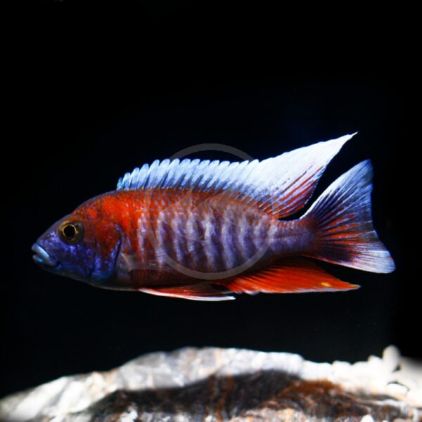 A CICHLID - PEACOCK EUREKA RED (Aulonocara jacobfreibergi) displays its vivid red-orange body and blue head and fins as it glides gracefully above the rocks in a dark aquarium.
