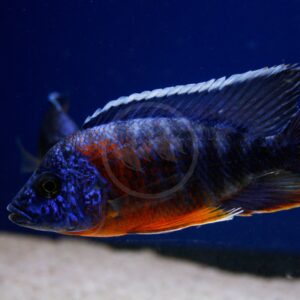 A close-up of a vibrant blue and orange fish swimming in an aquarium with a sandy bottom and deep blue background. Another fish is blurred in the distance.