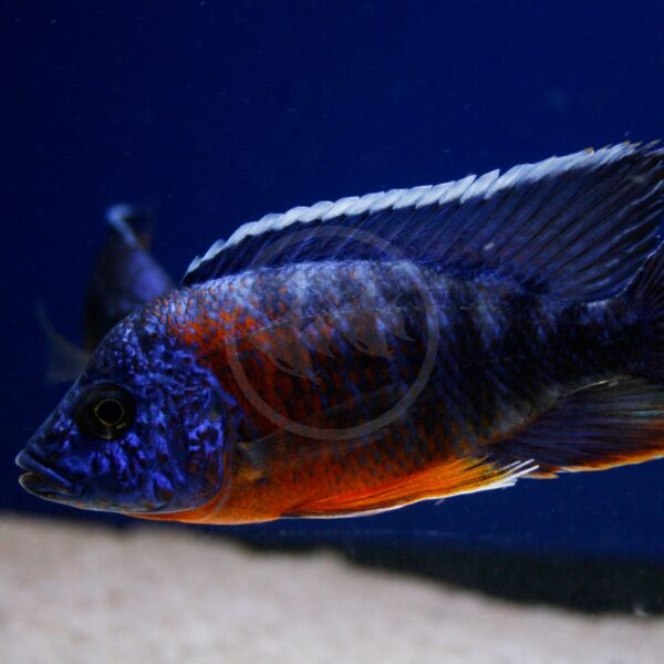 A close-up of a vibrant blue and orange fish swimming in an aquarium with a sandy bottom and deep blue background. Another fish is blurred in the distance.