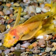 A yellow bristlenose pleco fish with whisker-like growths on its face rests on a bed of multicolored pebbles underwater.