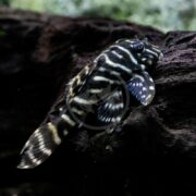 A small fish with black and white stripes rests on a dark rock in an aquarium, surrounded by a blurred natural background.