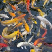 A group of colorful koi fish, including orange, yellow, white, and red varieties, swim together in a pond with dark, reflective water.