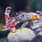 Two colorful koi fish with long, flowing fins swim in an aquarium. The fish in the foreground has white, black, and orange markings, while the background fish shows red and white colors. A pale rock is visible below them.