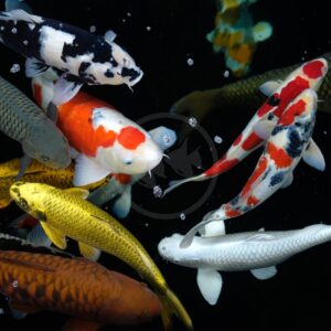 POND FISH - KOI STANDARD ELITE Cyprinus rubrofuscus var. "koi"