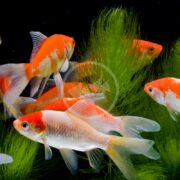 Several orange and white goldfish swim among green aquatic plants in a clear aquarium with a dark background.