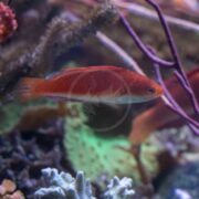 A reddish-orange fish swims among coral and aquatic plants in a colorful underwater scene. The background features purple, green, and brown coral structures.