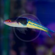 A colorful fish with a bright red eye, blue and yellow stripes along its body, and a light underbelly swims against a blurred blue and purple underwater background.