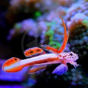 A colorful, spotted fish with long, flowing orange fins and a white-striped body swims in a vibrant, blurry underwater environment.