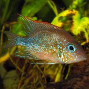 A brightly colored fish with blue and red spots swims among green aquatic plants in a tank or underwater environment.