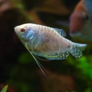 A pale, iridescent gourami fish with yellow spots and long, thin pelvic fins swims in an aquarium with a dark, blurred background.