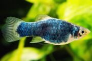 A close-up of a blue and white platy fish with shimmering scales, swimming in front of a blurred green aquatic background.