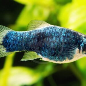 A close-up of a blue and white platy fish with shimmering scales, swimming in front of a blurred green aquatic background.