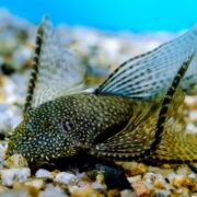A close-up of a plecostomus fish with a speckled body and large, patterned fins rests on gravel at the bottom of an aquarium with a blue background.