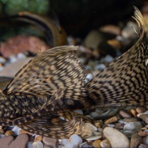 A close-up of a plecostomus catfish with a patterned body and large fins resting on a gravel-covered aquarium floor.