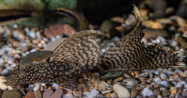 A close-up of a plecostomus catfish with a patterned body and large fins resting on a gravel-covered aquarium floor.