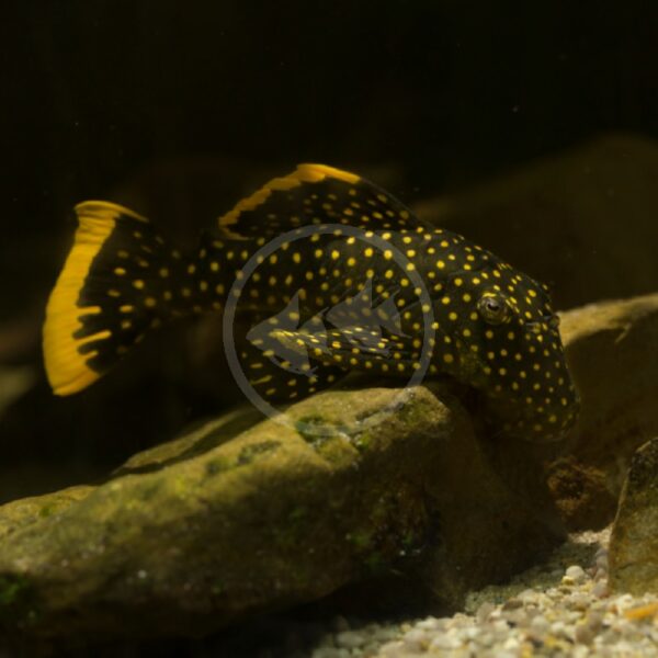 A black pleco fish with bright yellow spots and a yellow-edged tail rests on a rock in an aquarium.