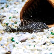 A black and white striped pleco fish rests on white gravel in an aquarium, with part of its body near the entrance of a clay pot.