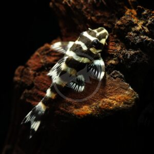 A small black and white striped fish rests on a piece of dark, textured rock in an aquarium, against a black background.