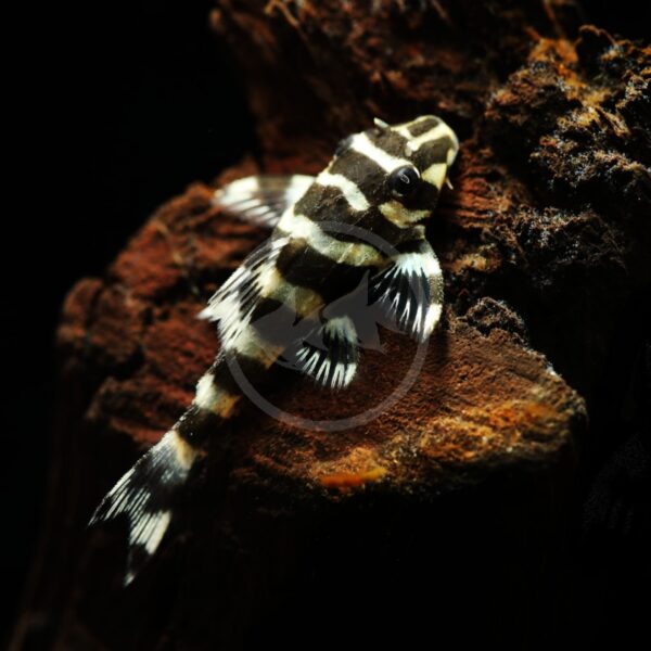 A small black and white striped fish rests on a piece of dark, textured rock in an aquarium, against a black background.