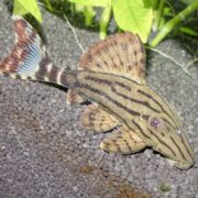 A striped catfish with a flat body, large dorsal fin, and patterned brown and tan markings lies on gravel next to green aquatic plants in an aquarium.