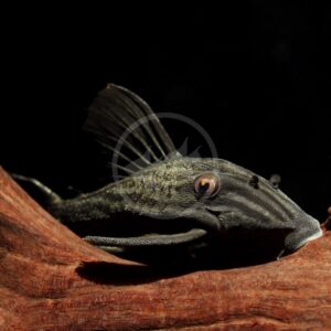 A close-up of a plecostomus catfish resting on a piece of reddish-brown driftwood against a dark background. The fish has a textured body, a prominent dorsal fin, and visible light markings.