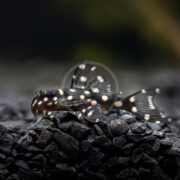 A small black fish with white spots rests on dark gravel in an aquarium, with blurred green plants in the background.