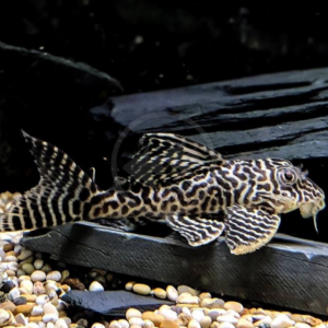 A pleco catfish with distinctive black and white zebra-like patterns swims near the gravel and rocks at the bottom of an aquarium.