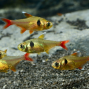 Four small gold-colored fish with red tails and fins swim above a gravelly substrate in an aquarium. Each fish has a distinctive black spot on its side. The background is slightly blurred.