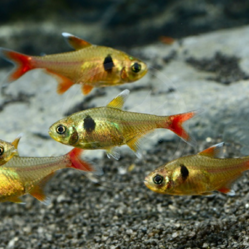TETRA YELLOW PHANTOM Hyphessobrycon Roseus.png Four small gold-colored fish with red tails and fins swim above a gravelly substrate in an aquarium. Each fish has a distinctive black spot on its side. The background is slightly blurred.