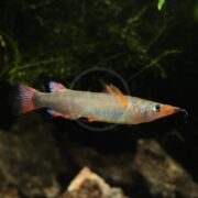 A brightly colored fish with a long, pointed snout, red-tipped fins, and a streamlined body swims in an aquarium with a dark, leafy background.