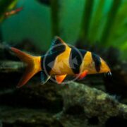 The LOACH - CLOWN Chromobotia macracanthus, featuring bright orange and black bands, swims near rocks and green plants in an aquarium.