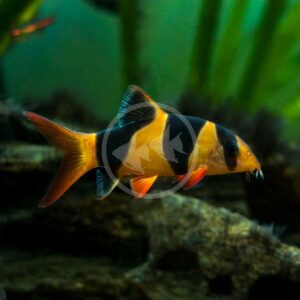 The LOACH - CLOWN Chromobotia macracanthus, featuring bright orange and black bands, swims near rocks and green plants in an aquarium.