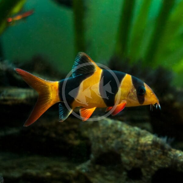 The LOACH - CLOWN Chromobotia macracanthus, featuring bright orange and black bands, swims near rocks and green plants in an aquarium.