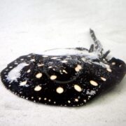 A black stingray with white and yellow spots lies on a sandy ocean floor. Its body is flat and disc-shaped, with a long, thin tail extending behind it.