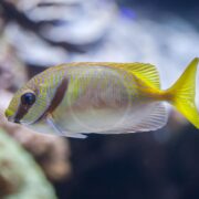 A close-up of a colorful fish with yellow and blue wavy stripes on its body and fins, swimming in an aquarium with a blurred background of rocks.