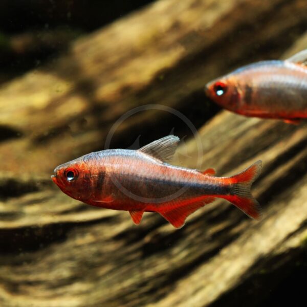 A close-up of a small, vibrant red tropical fish swimming in front of driftwood in an aquarium, with part of another similar fish visible in the background.