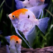A close-up of an ANGELFISH - FW KOI Pterophyllum scalare, white and orange, swimming in an aquarium with two other angelfish and green aquatic plants in the background.