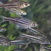 A group of small fish with silver bodies and dark horizontal stripes swimming together in clear water, with green aquatic plants visible in the background.