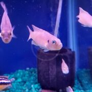 Several light pink fish swim in a blue aquarium with green gravel at the bottom. A black filter is visible in the background, and the fish are facing different directions.