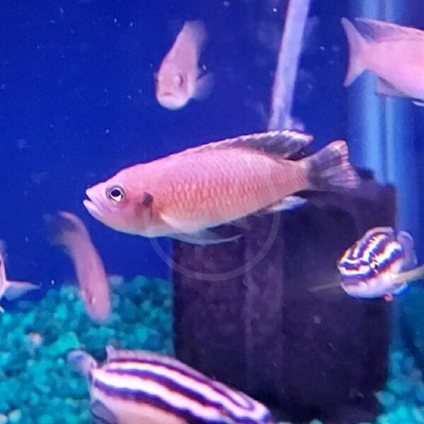 A pinkish-orange fish with a dark stripe along its fin swims in an aquarium with blue water, green gravel, and other fish nearby, including some with bold black and white stripes.