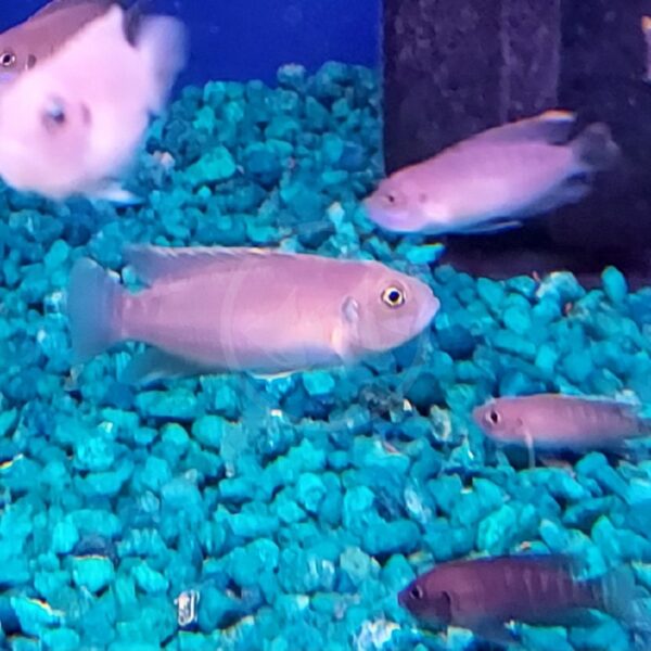 Several small, light-colored fish swim above bright blue-green gravel in an aquarium, with part of a dark aquarium decoration visible in the background.
