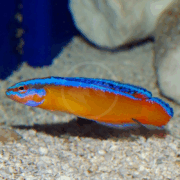 A brightly colored fish with a blue back and fins, an orange belly, and a reddish tail swims near the sandy bottom of an aquarium with rocks in the background.