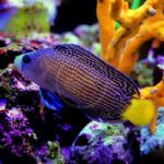 A brightly colored marine fish with a blue body, yellow tail, and intricate black and yellow wavy patterns swims near coral in a vibrant aquarium setting.