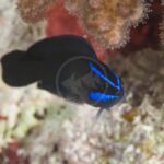 A small black fish with bright blue stripes swims near a coral reef, surrounded by blurred underwater rocks and coral.