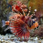 A brightly colored lionfish with long, striped fins and spines swims near coral and rocks in an aquarium. Its fins are red, white, and brown with bold patterns, and the background features various corals.